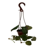 - Velvet Leaf Bronze Micans Vine - 4 висяща кошница - серия на колекционера